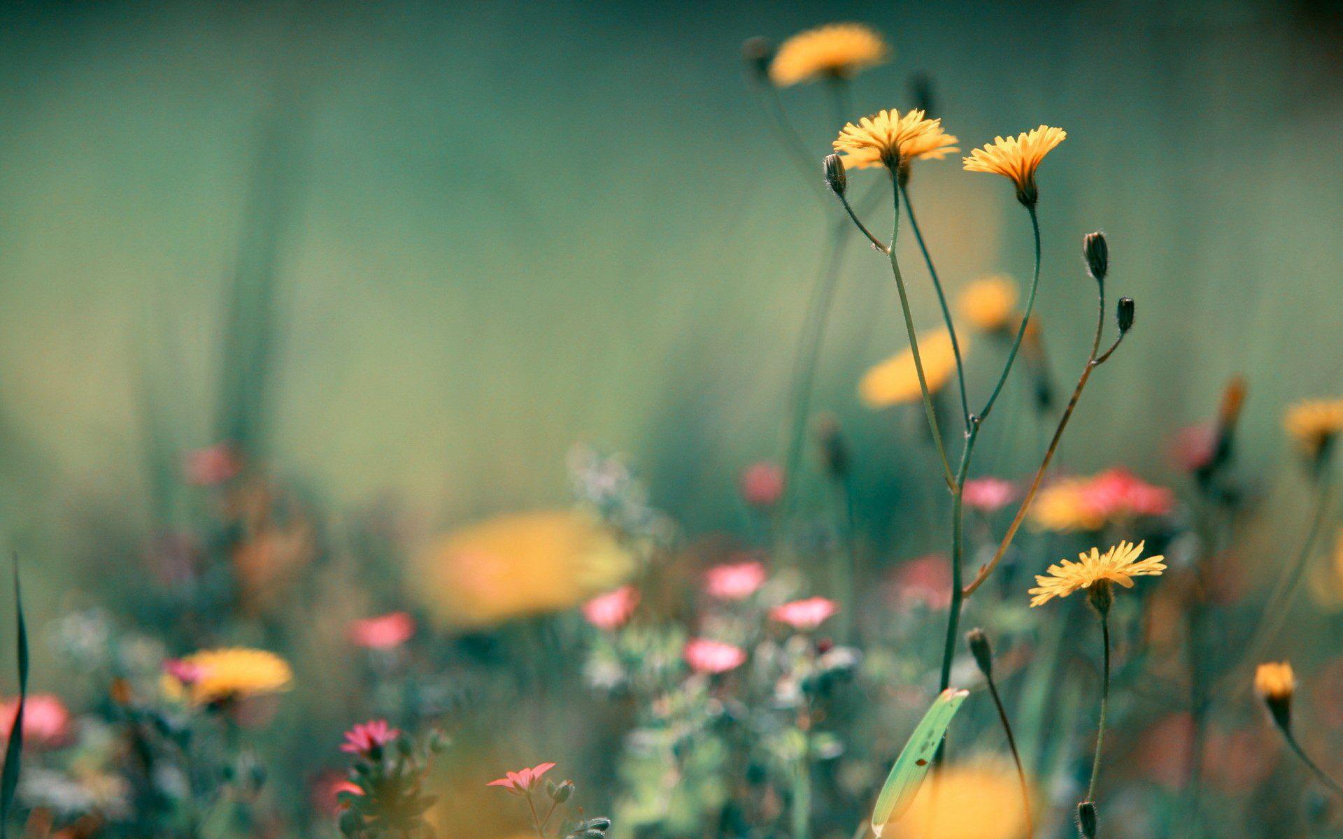 1920x1200 Wild flowers. Flower phone wallpaper, Wild flowers, Pink grass