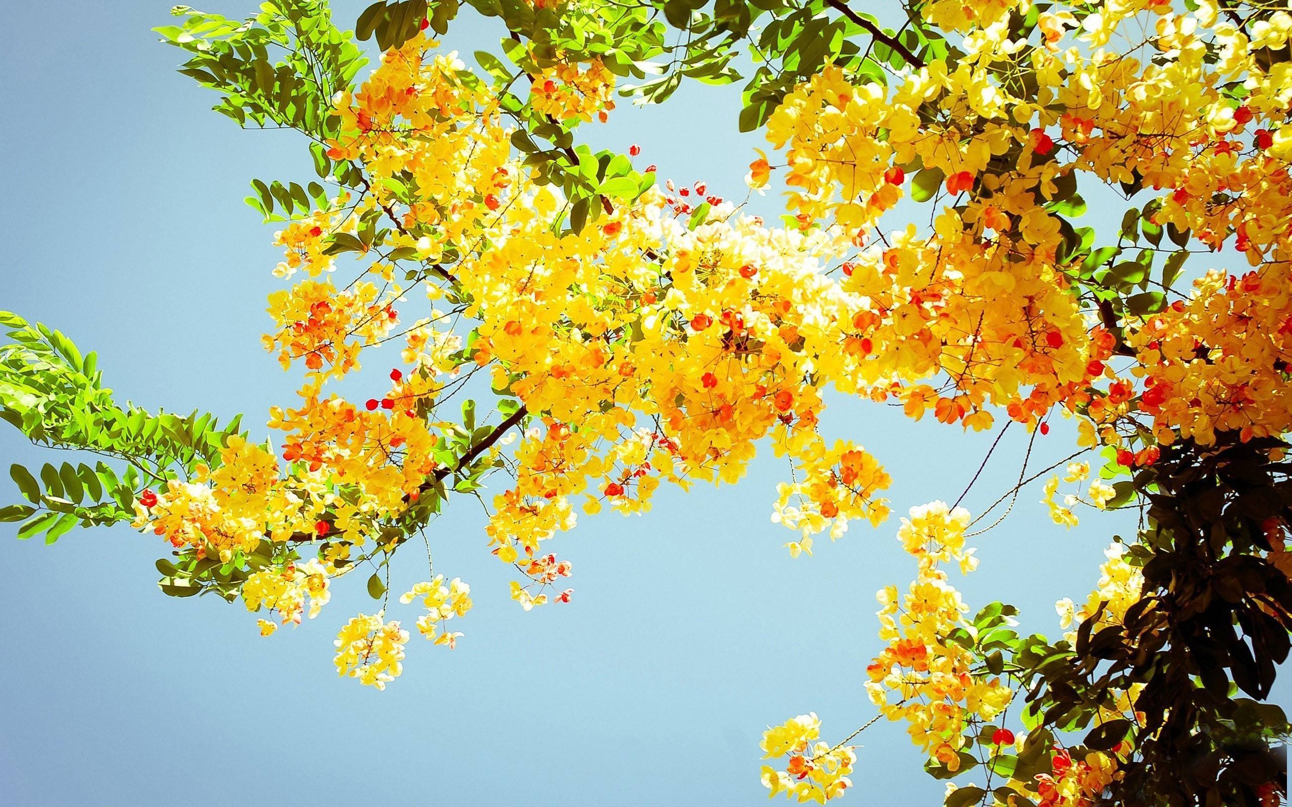 2560x1600 Summer Flowers Wallpaper