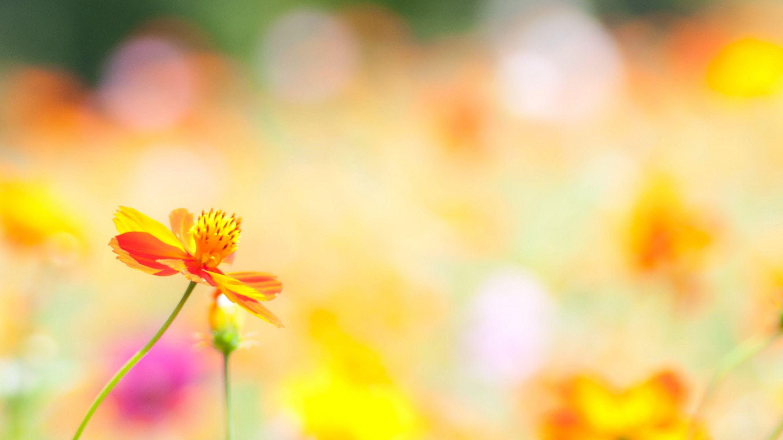 2560x1440 Summer Flowers Wallpaper