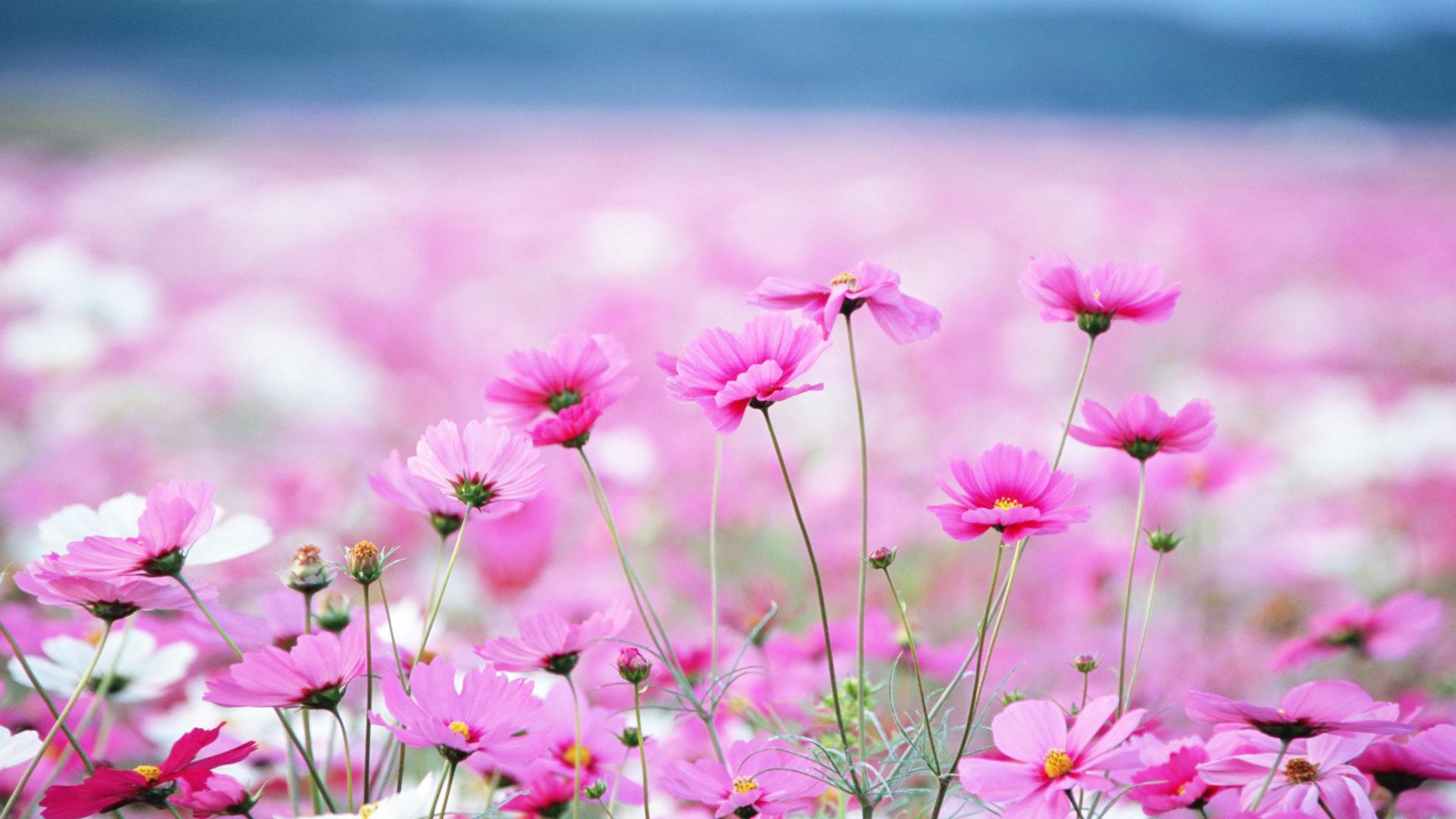 Beautiful Summer Flower Desktop Wallpapers Top Free Beautiful Summer