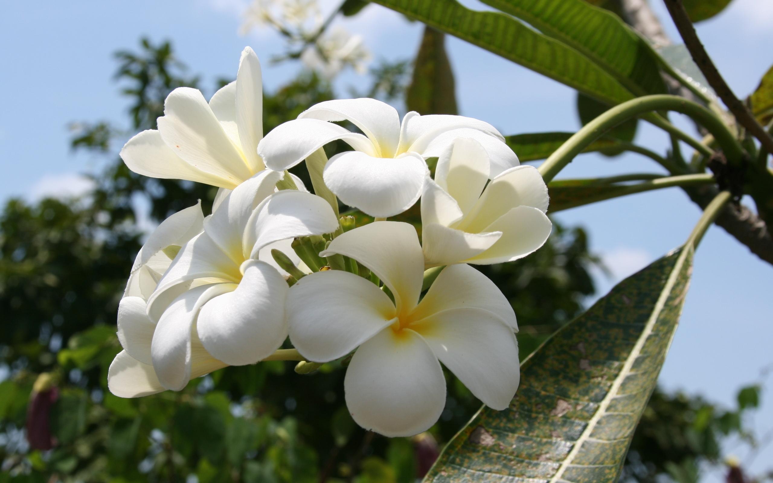 2560x1600 Beautiful White Summer Flower HD Wallpaper