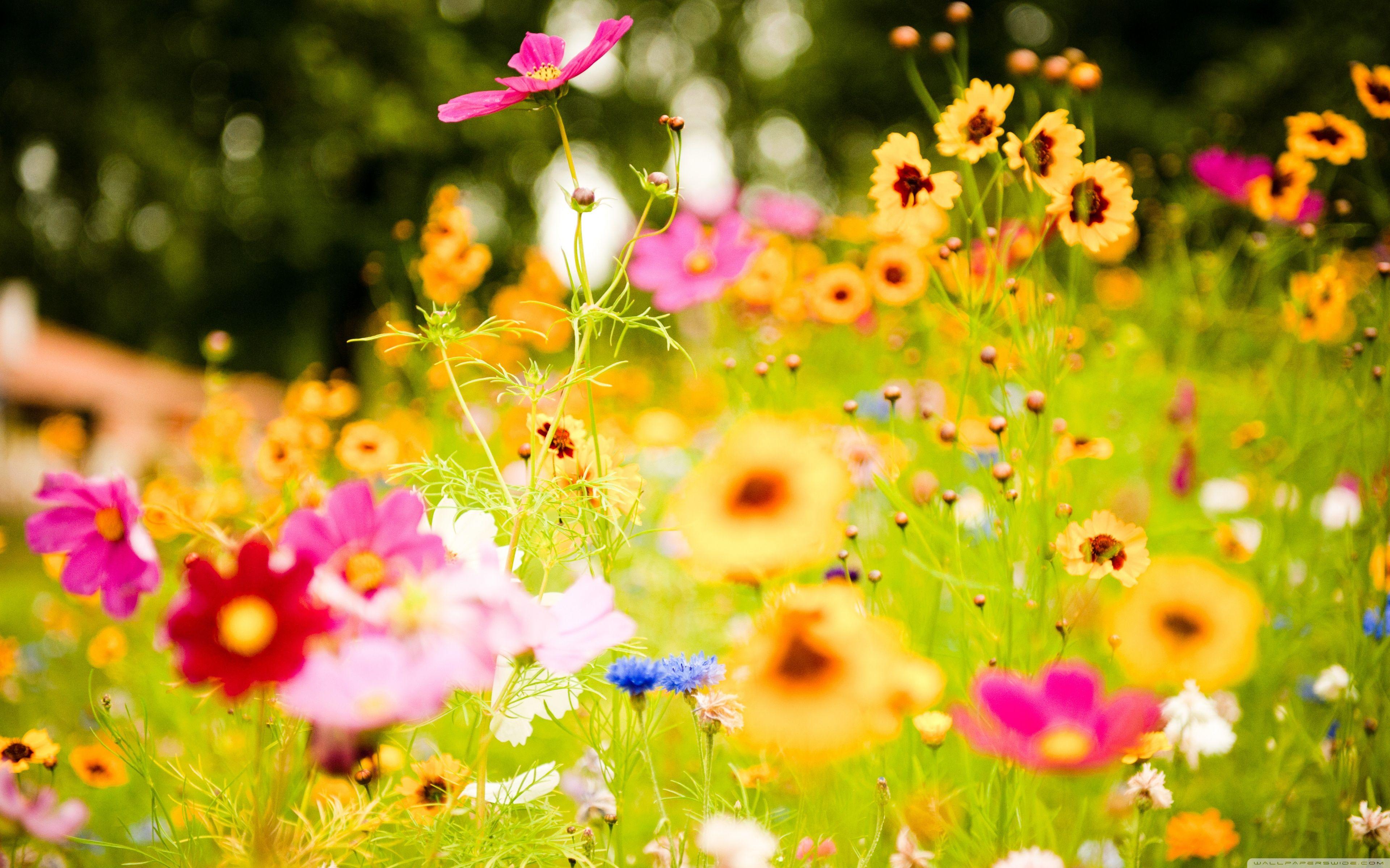 3840x2400 Flowers Soustons France Wallpaper 3840x2400. Beautiful flowers, Spring flowers, Pretty flowers