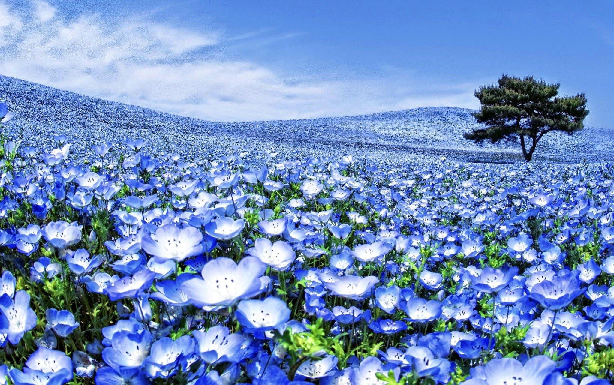 2046x1283 Beautiful Summer Wallpaper