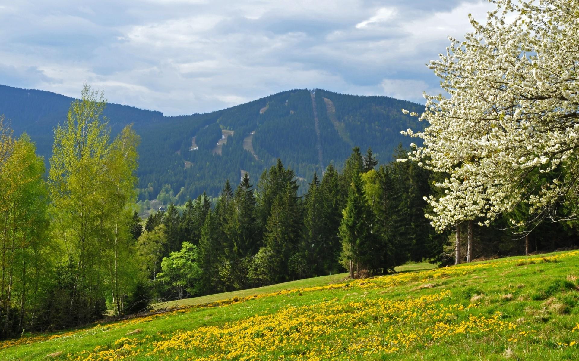 1920x1200 spring, Mountains, Forest, Field, Czech, Republic, Bohemian, Forest Wallpaper HD / Desktop and Mobile Background