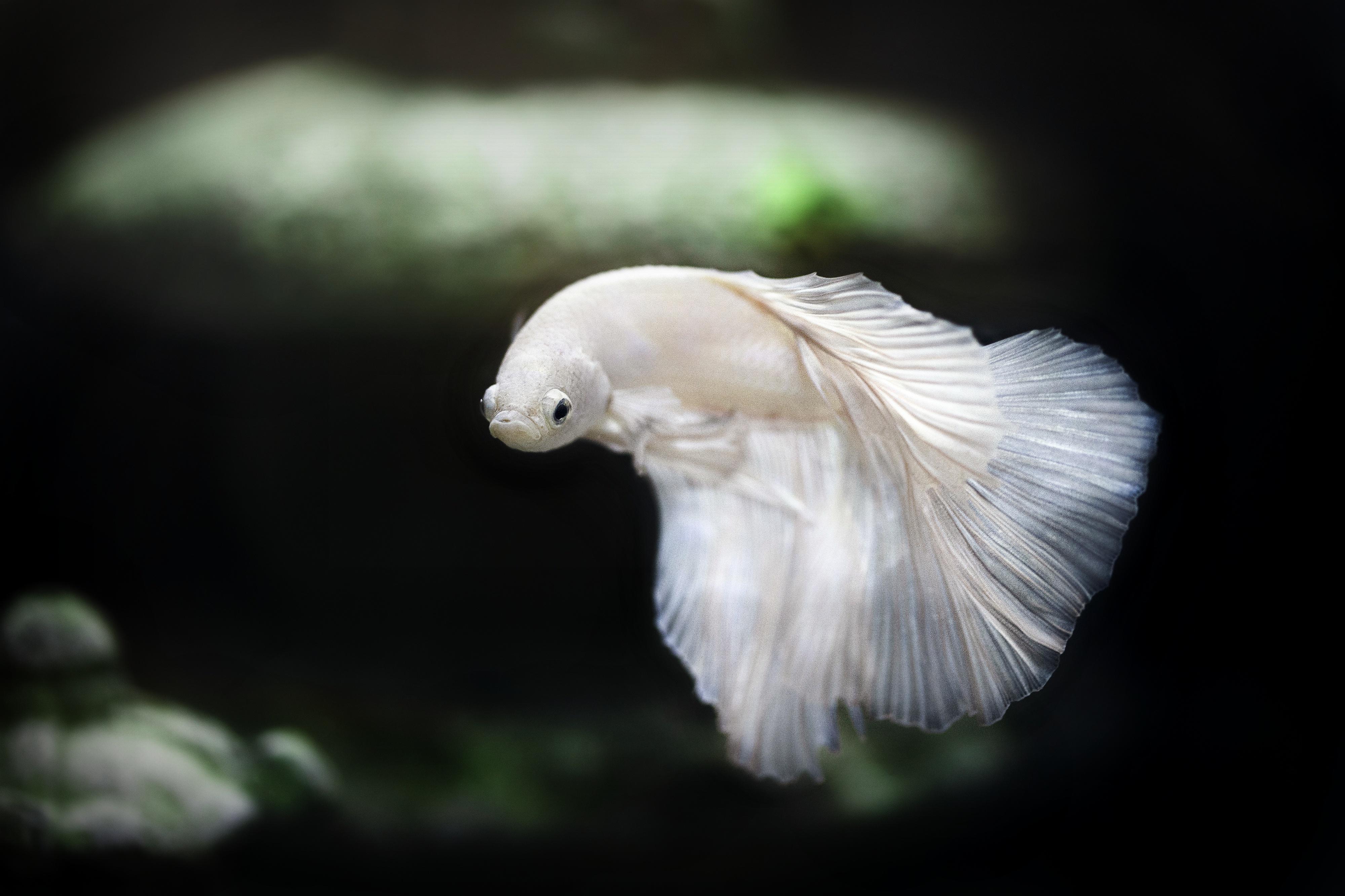 4000x2666 4K Aquarium Wallpaper and Background Image