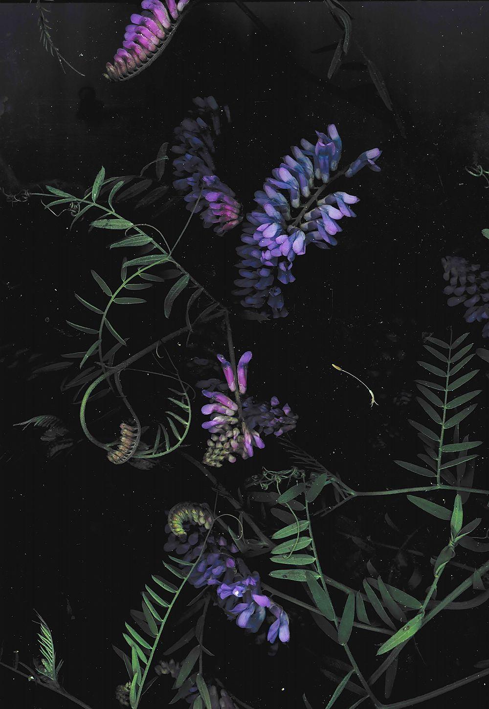 1000x1450 dark floral background (FOR FREE YO)
