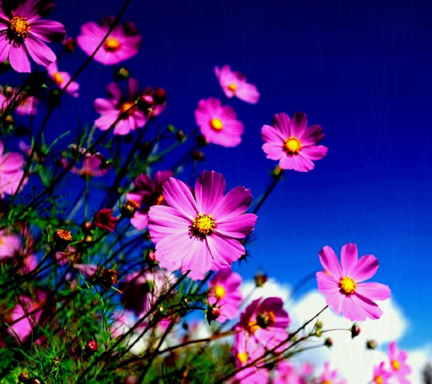 Animated Flower Wallpapers For Mobile Phones Flowers Healthy