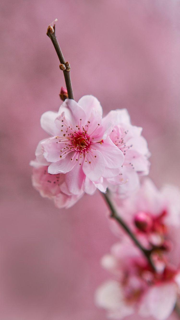 750x1334 Pink Flowers Wallpaper