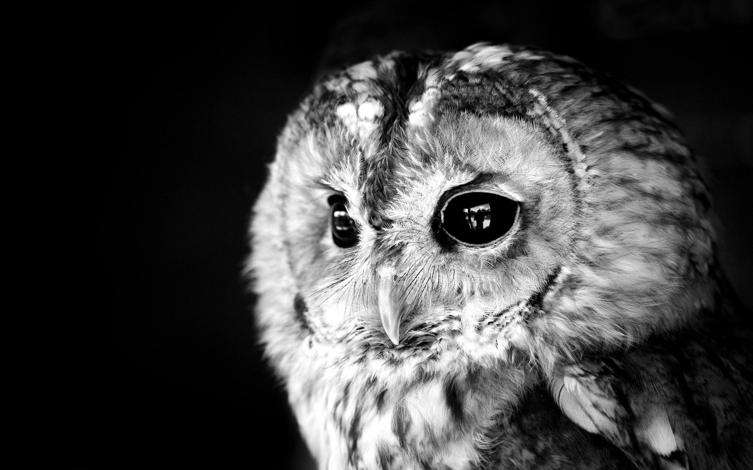 Black And White Owl Wallpapers Top Free Black And White
