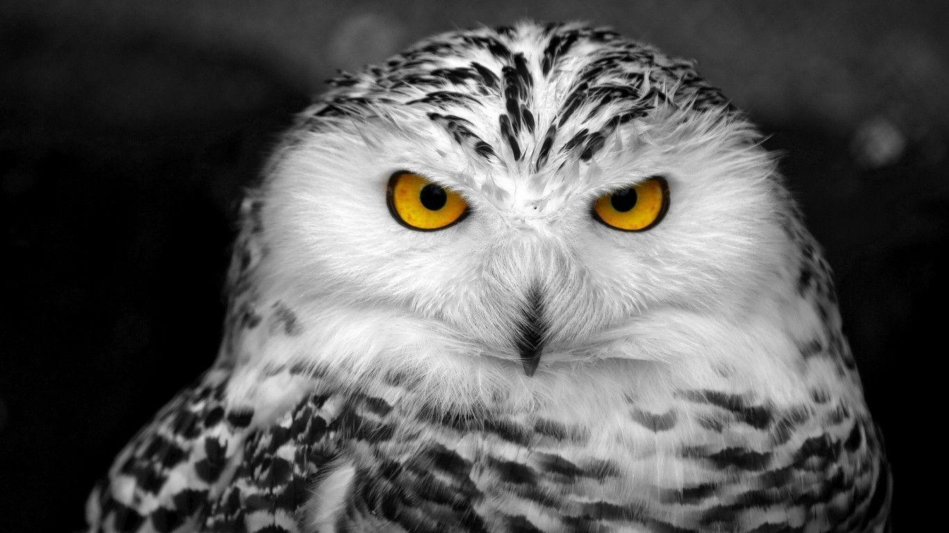 Black And White Owl Wallpapers - Top Free Black And White Owl ...