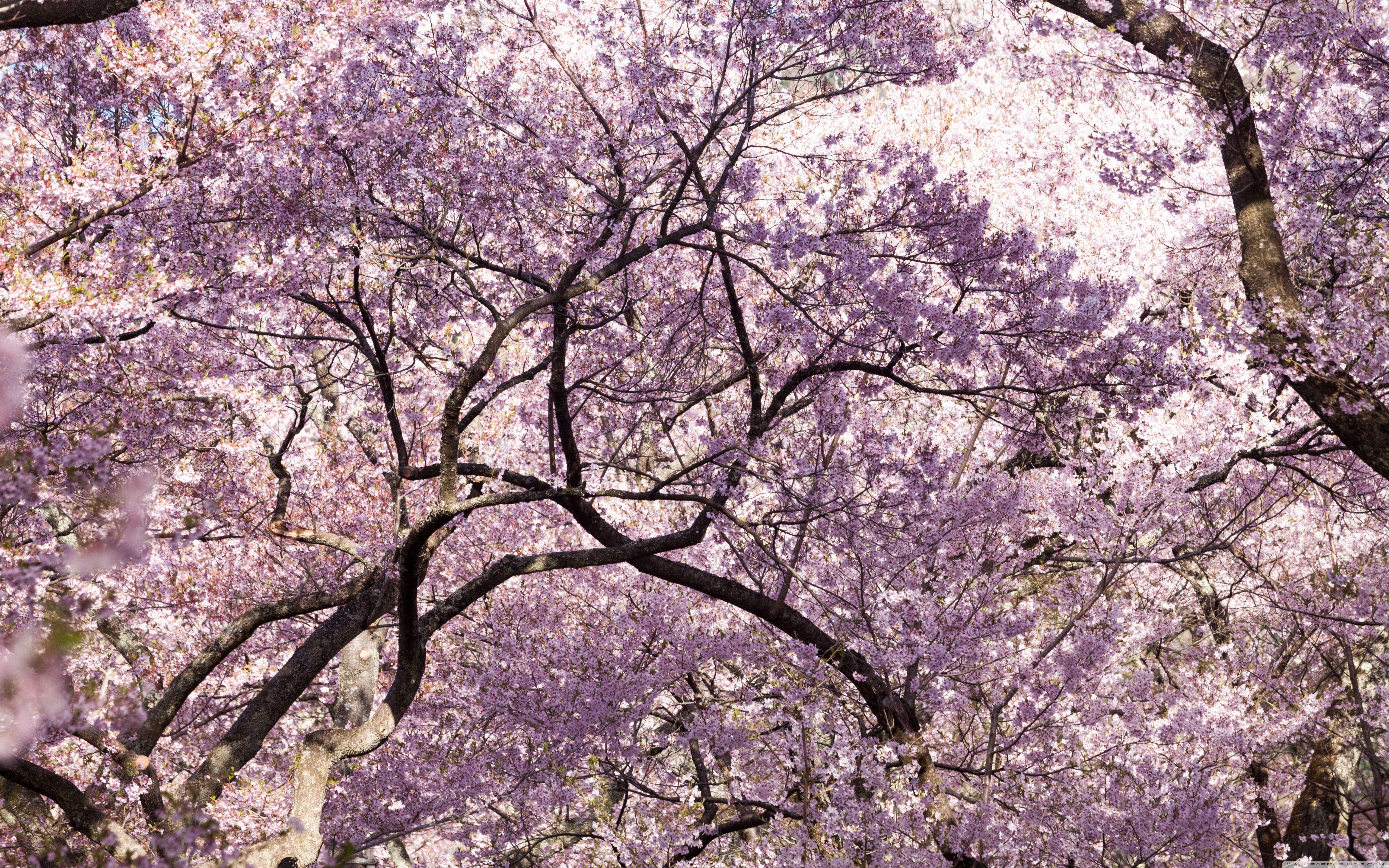 Cherry Blossom Tree Desktop Wallpapers - Top Free Cherry Blossom Tree