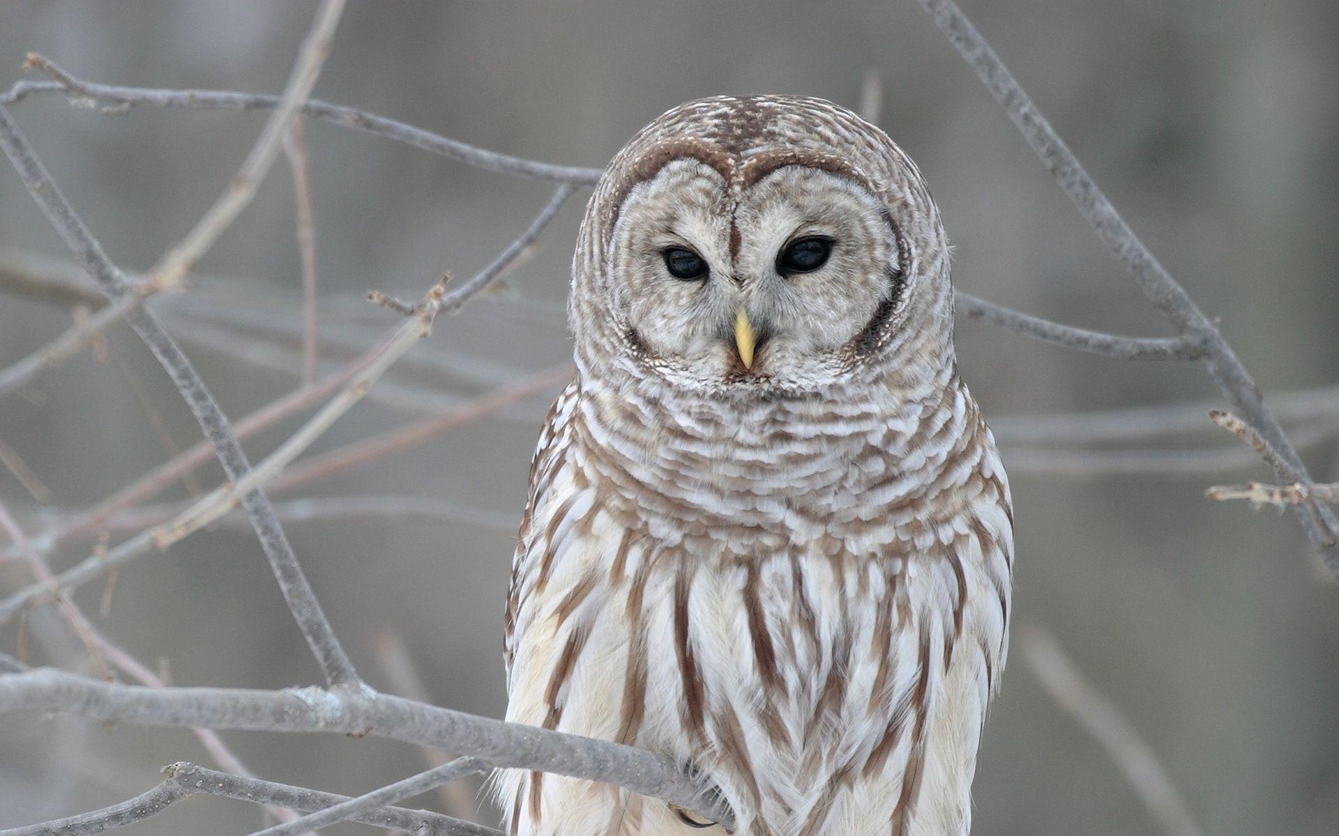 1920x1200 White Owl Wallpaper For Desktop