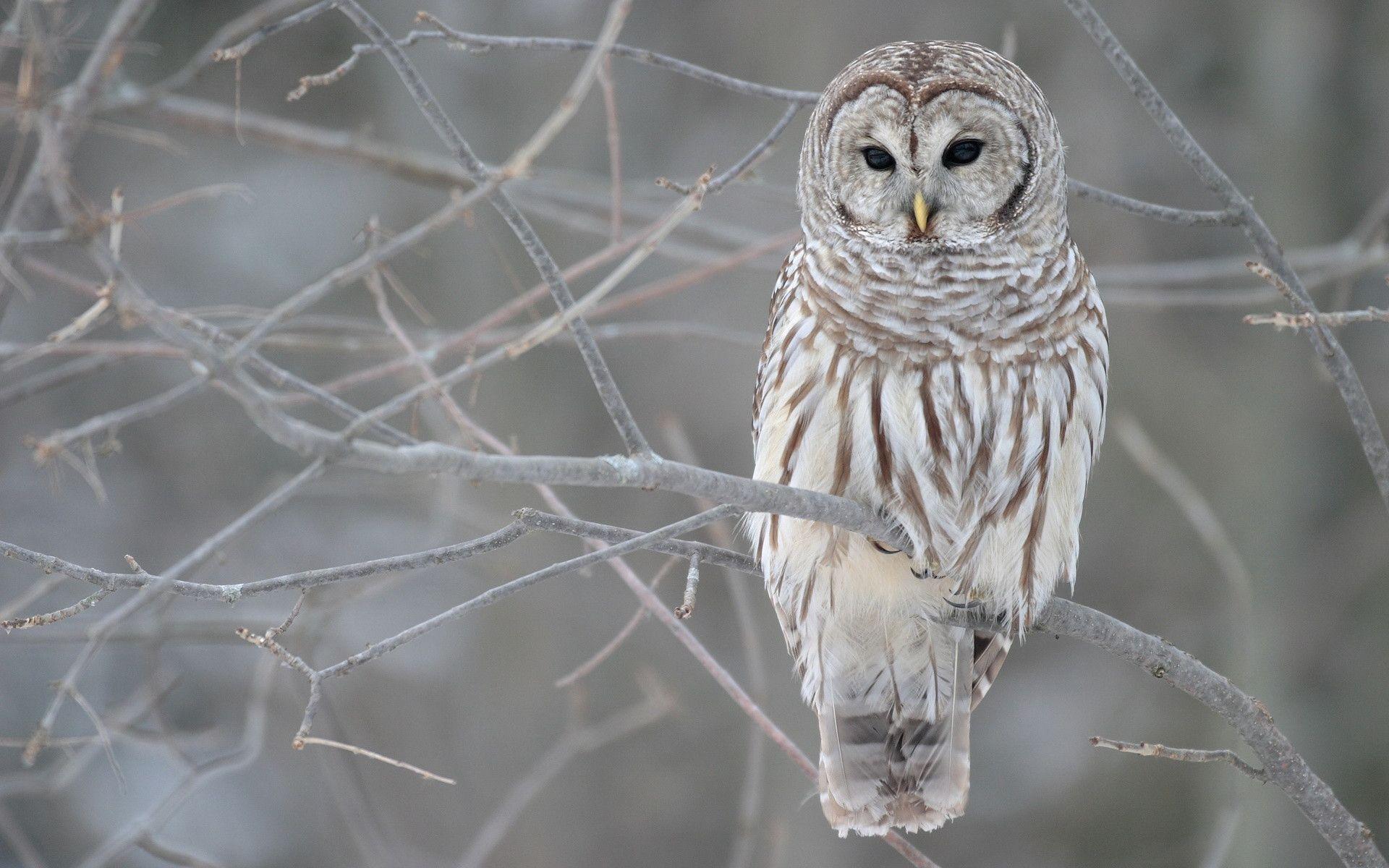 1920x1200 White Owl Wallpaper