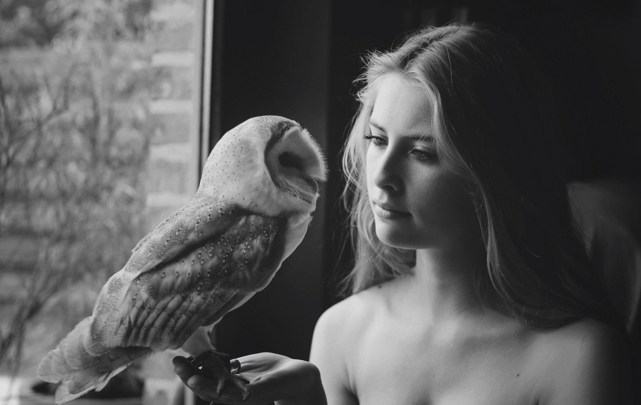 2048x1294 Owl HD Wallpaper and Background Image