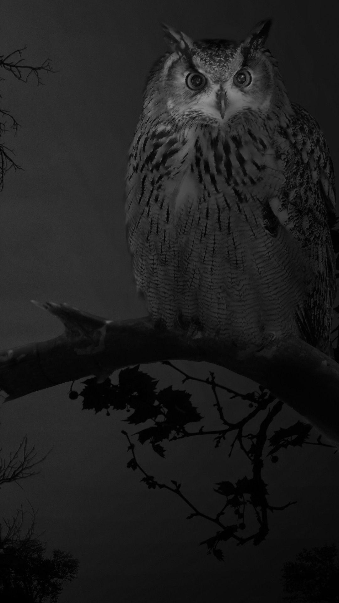 1080x1920 Snowy Owl Wallpaper