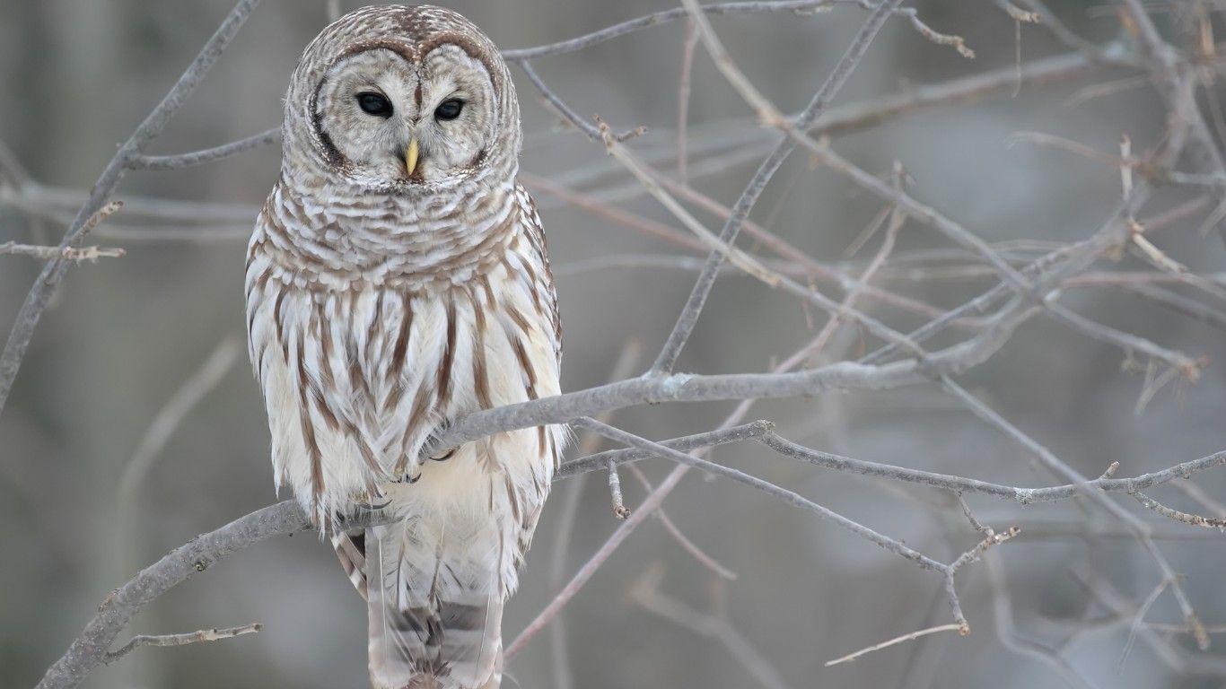 1366x768 White Owl Wallpaper