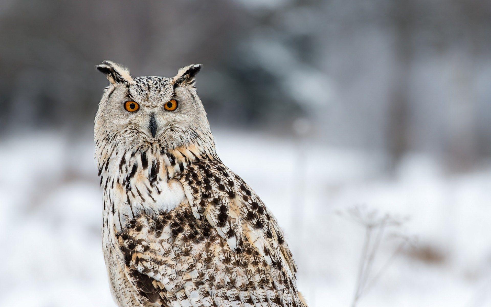 1920x1200 White Owl Black and White HD desktop wallpaper : Widescreen : High