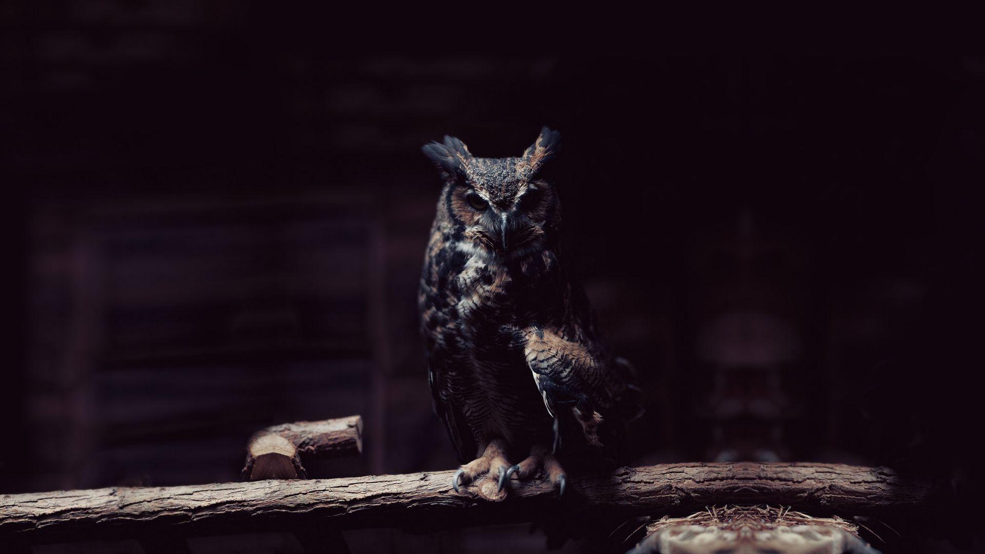 1920x1080 Owl Wallpaper