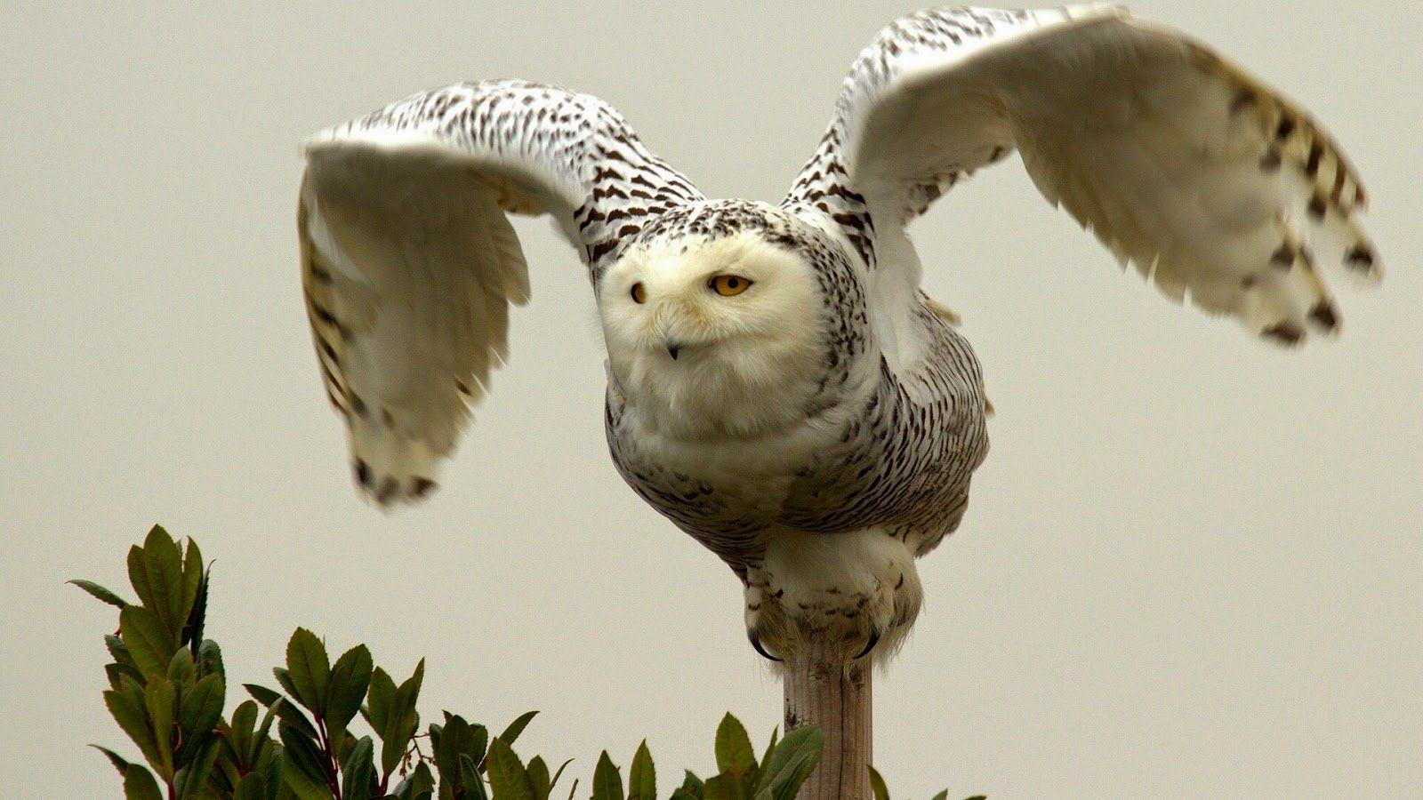 1600x900 Black And White Owl Wallpaper