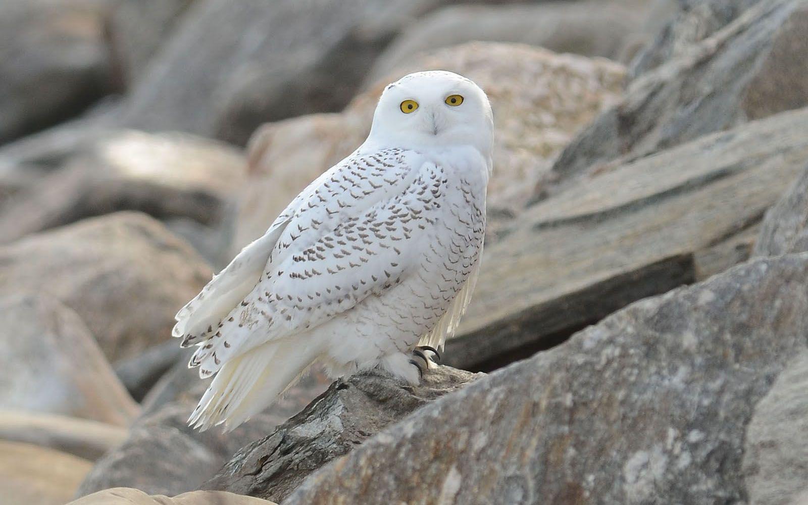 1600x1000 White Owl Black and White HD desktop wallpaper : Widescreen : High