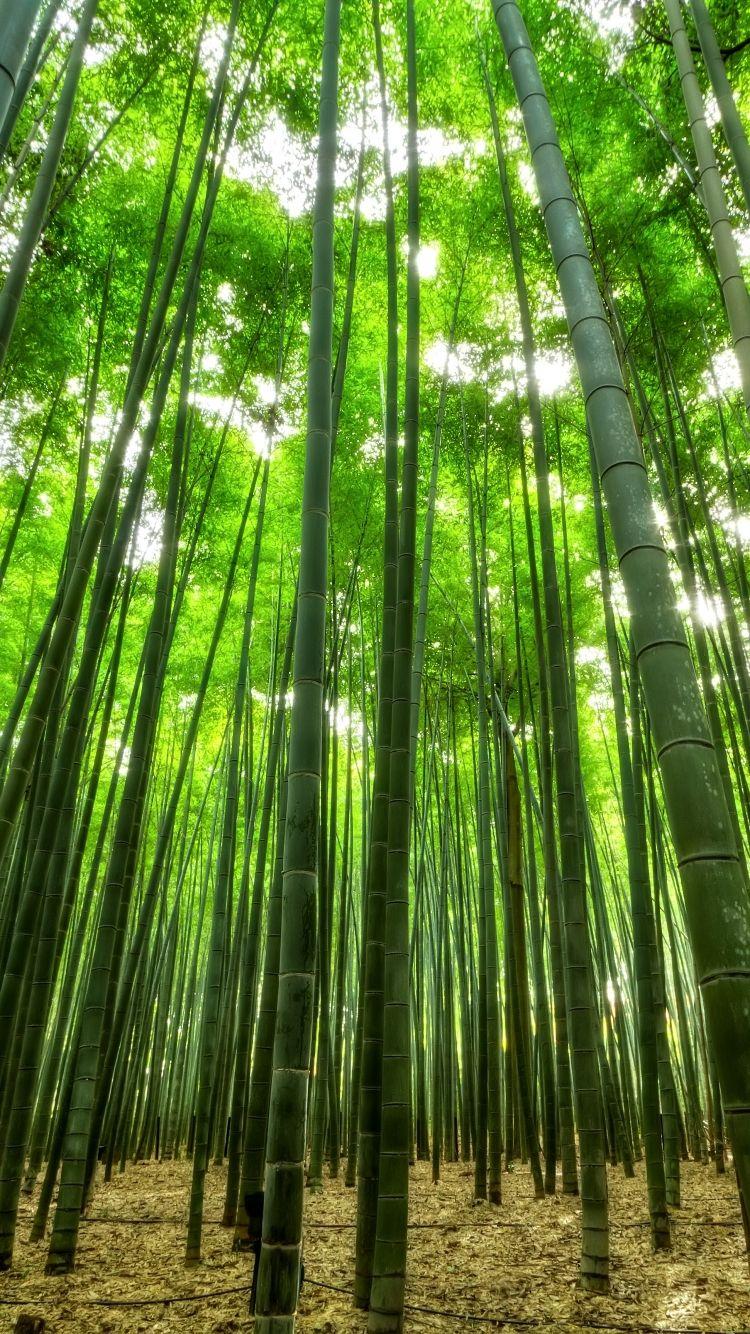 750x1334 Earth Bamboo (750x1334) Wallpaper