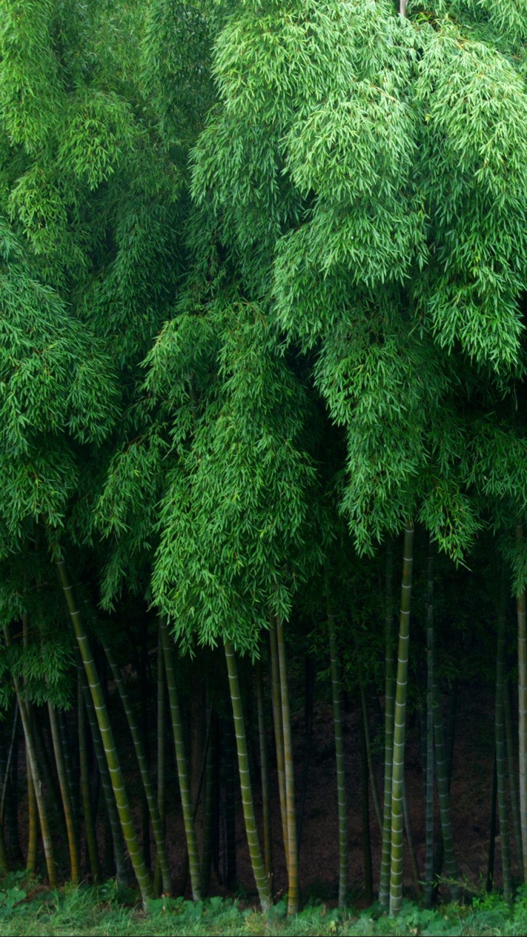 1080x1920 Earth Bamboo (1080x1920) Wallpaper