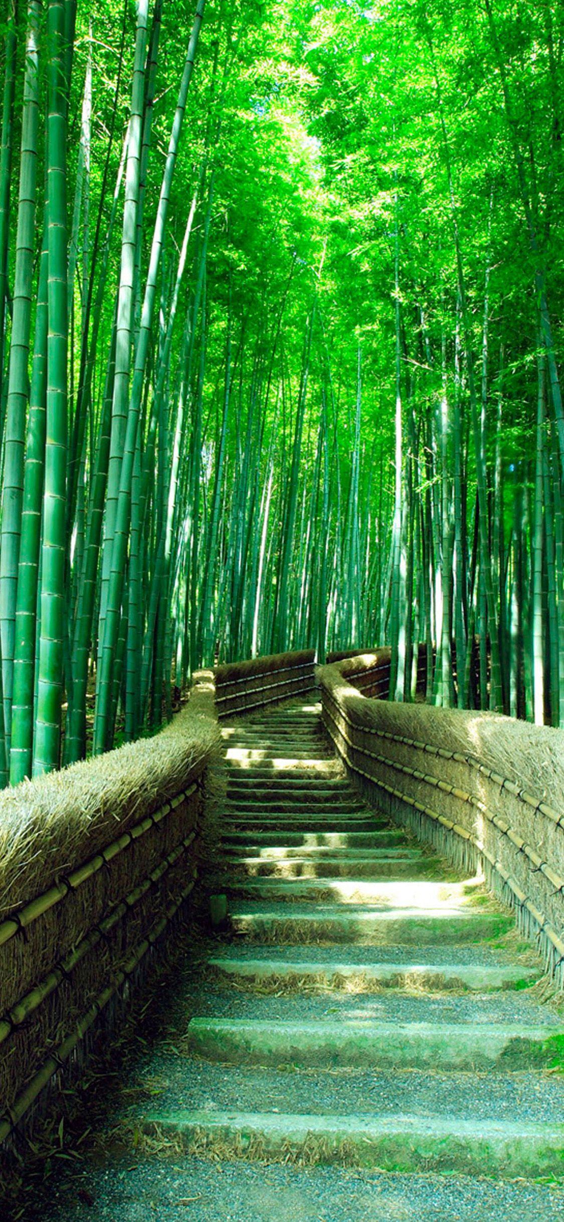 Bamboo iPhone Wallpapers Top Free Bamboo iPhone Backgrounds