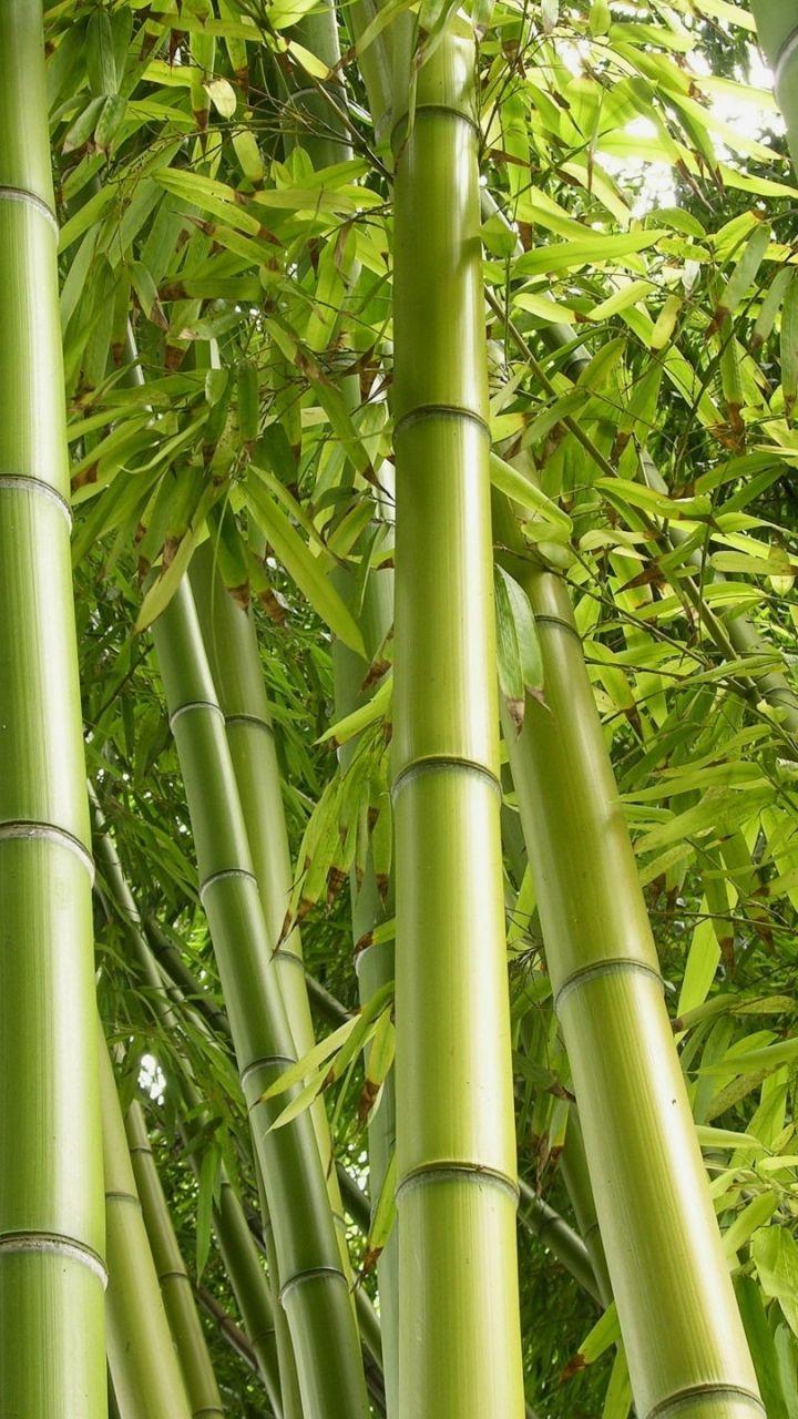 Bamboo Iphone Wallpapers - Top Free Bamboo Iphone Backgrounds 