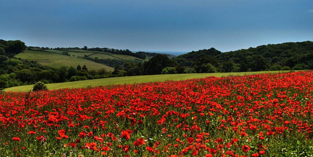 1280x642 Wallpaper United Kingdom Saltash Cornwall Nature Fields Poppies