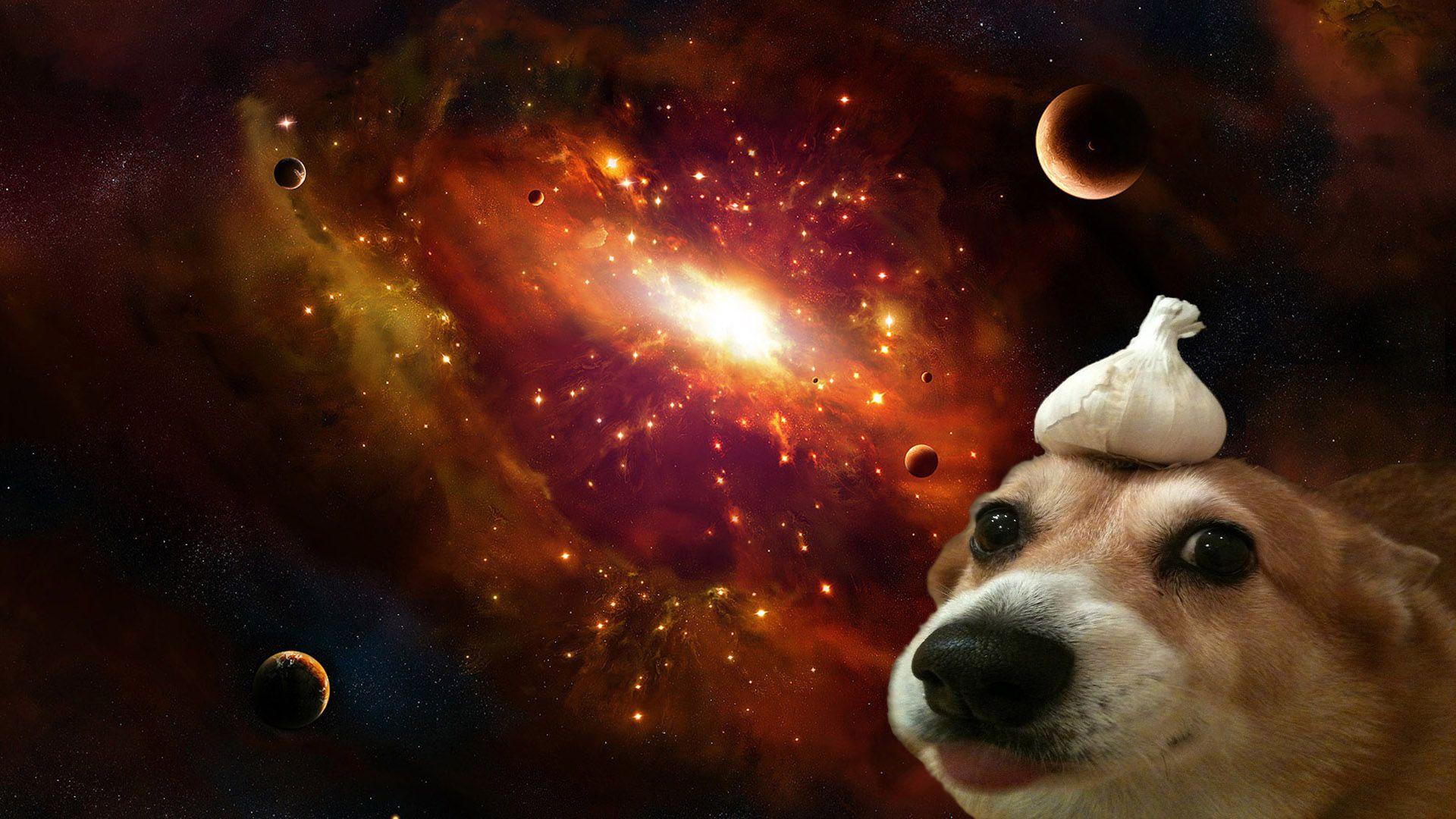 Cùng đến với chiếc ảnh hình nền vô cùng dễ thương, với chú chó xinh xắn đang ngồi ngoài kia nhìn xuống thiên hà phía trên. Điểm xuyến của thiên hà rực rỡ tỏa sáng cùng sự dễ thương đáng yêu của chú cún nhất định sẽ làm bạn cảm thấy vô cùng tươi vui và hạnh phúc!