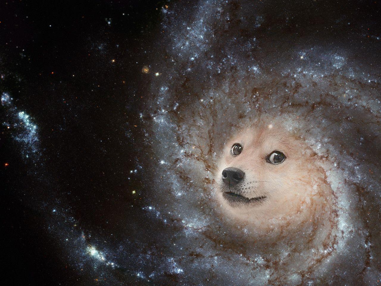 Dog Galaxy Wallpapers Top Free Dog Galaxy Backgrounds