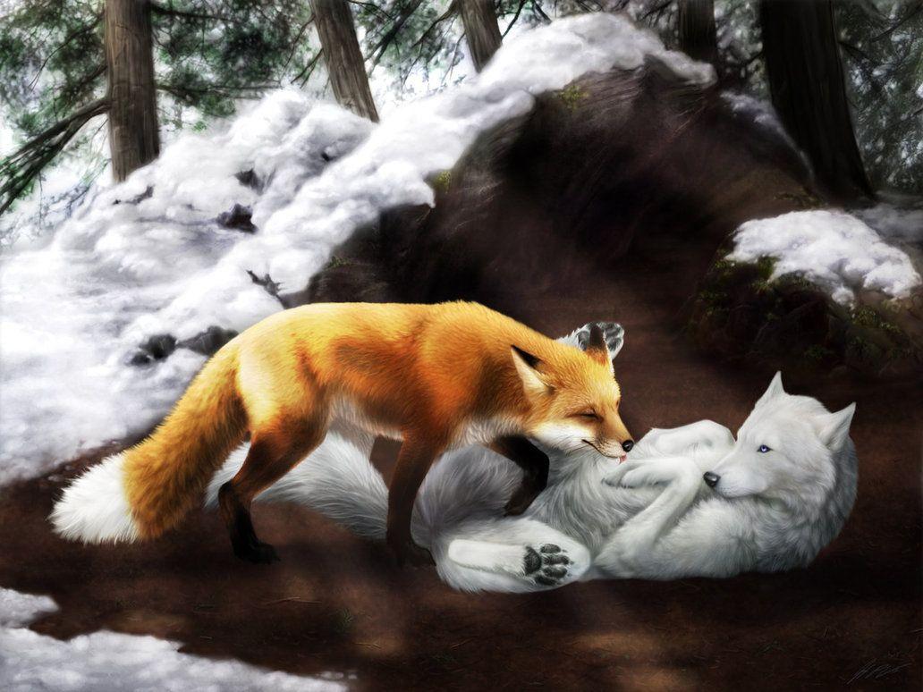 Fox And Wolf Wallpapers - Top Free Fox And Wolf Backgrounds