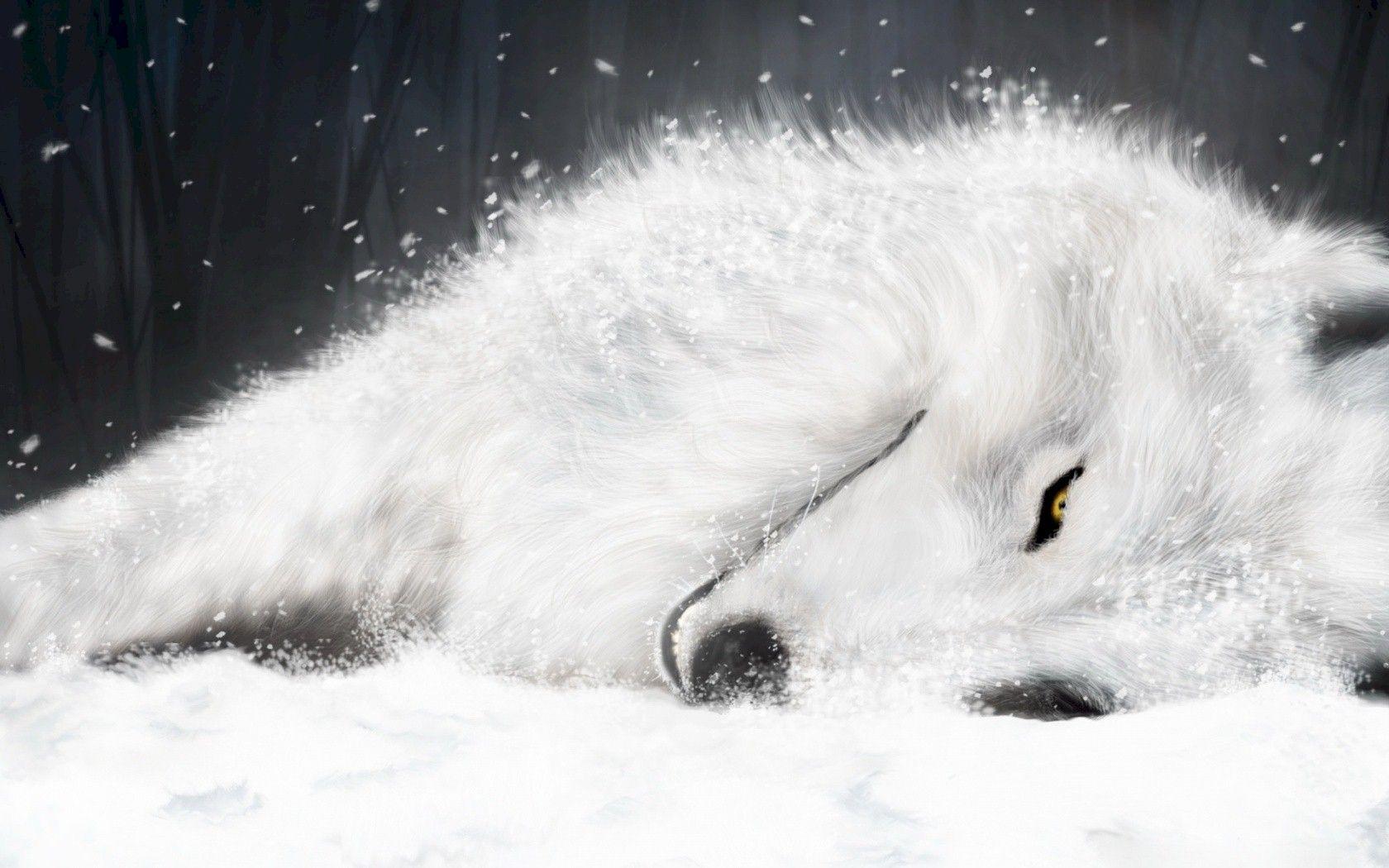 1680x1050 White Fox image of inspiration. Glitter Glamore FOX