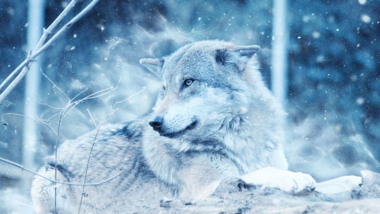 Shiver With the Wolf - a poem by Arkansas Traveler - All Poetry
