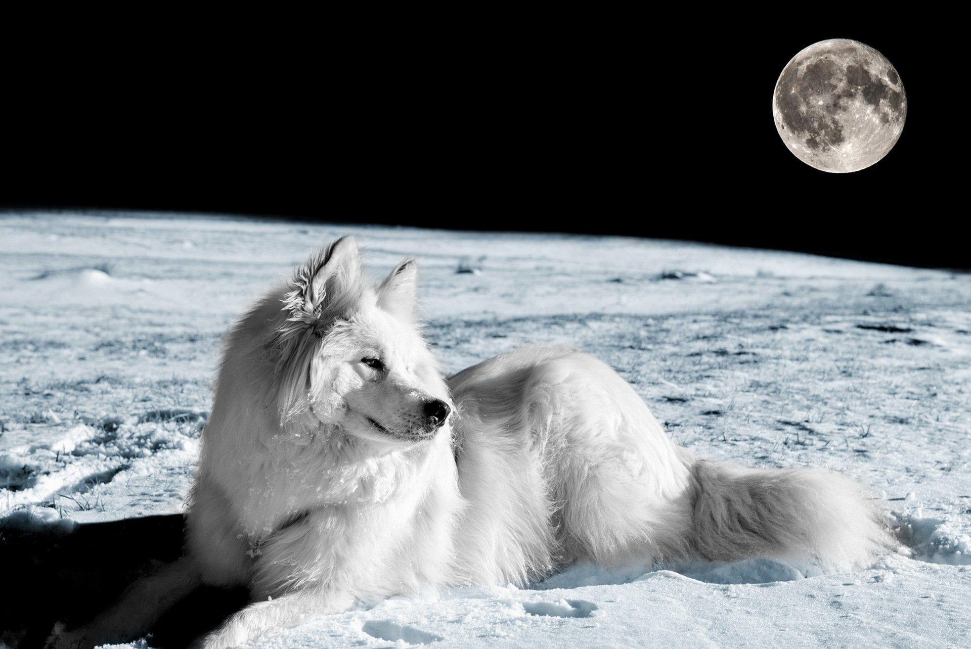 1920x1284 Dog eyes friend moon fox foxes wolf wolves winter wallpaper