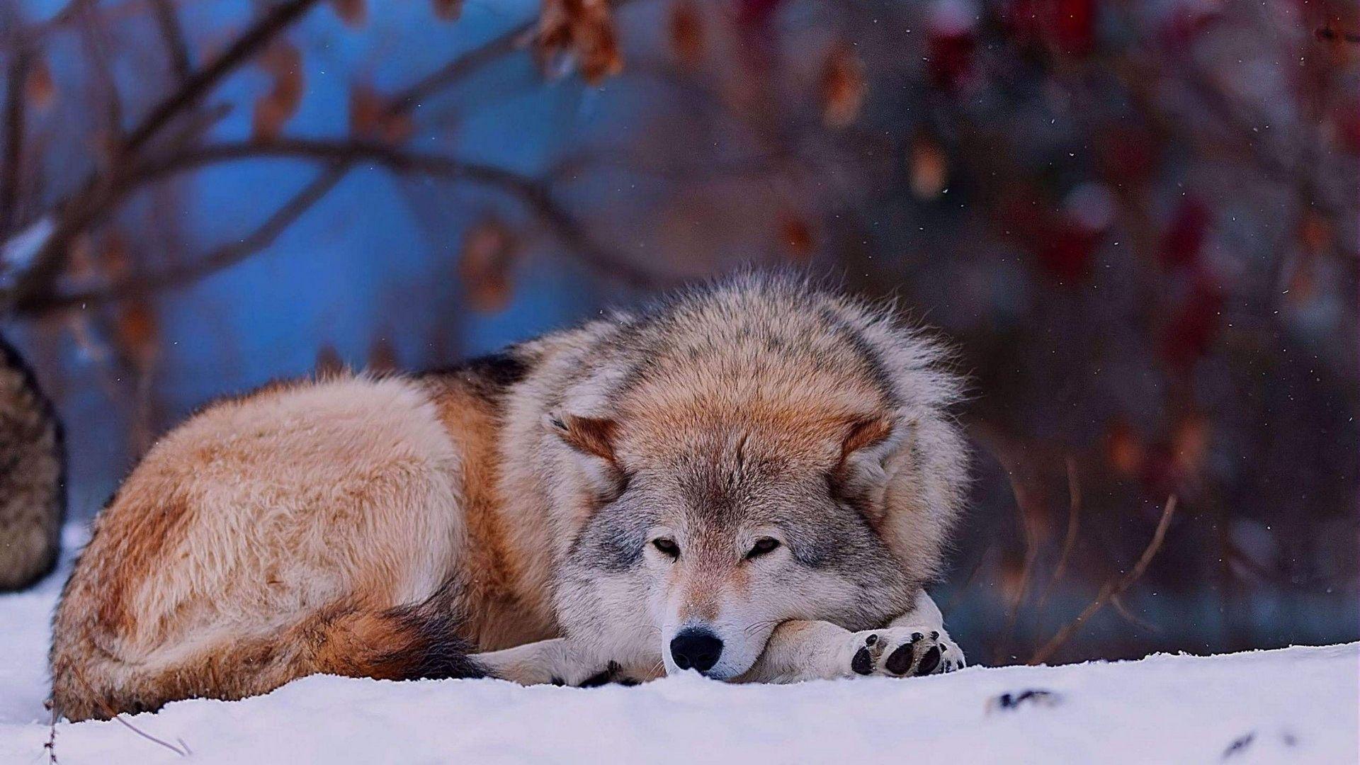 1920x1080 Download wallpaper 1920x1080 wolf, down, sad, dog full hd, hdtv, fhd
