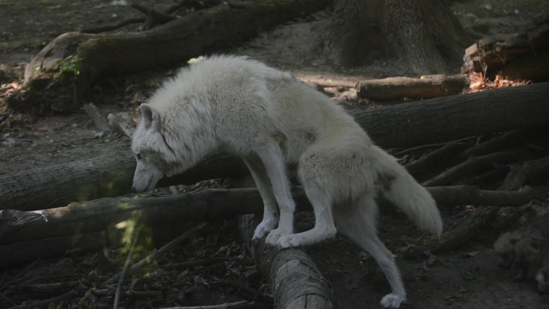 1920x1080 White Wolves Wallpaper
