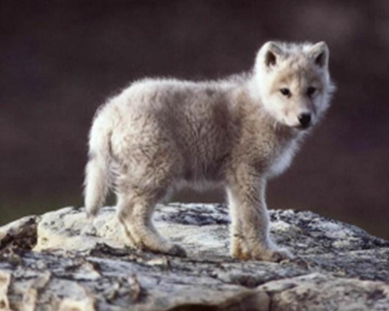 1280x1024 Baby Wolves Wallpaper