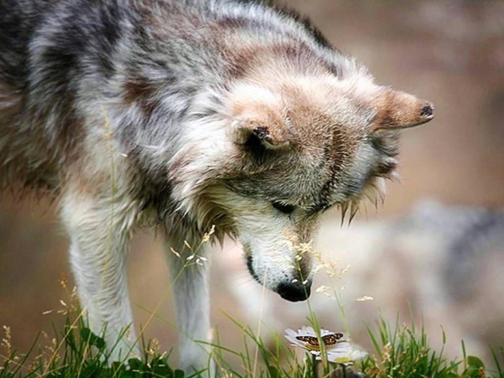 1024x768 Wolf
