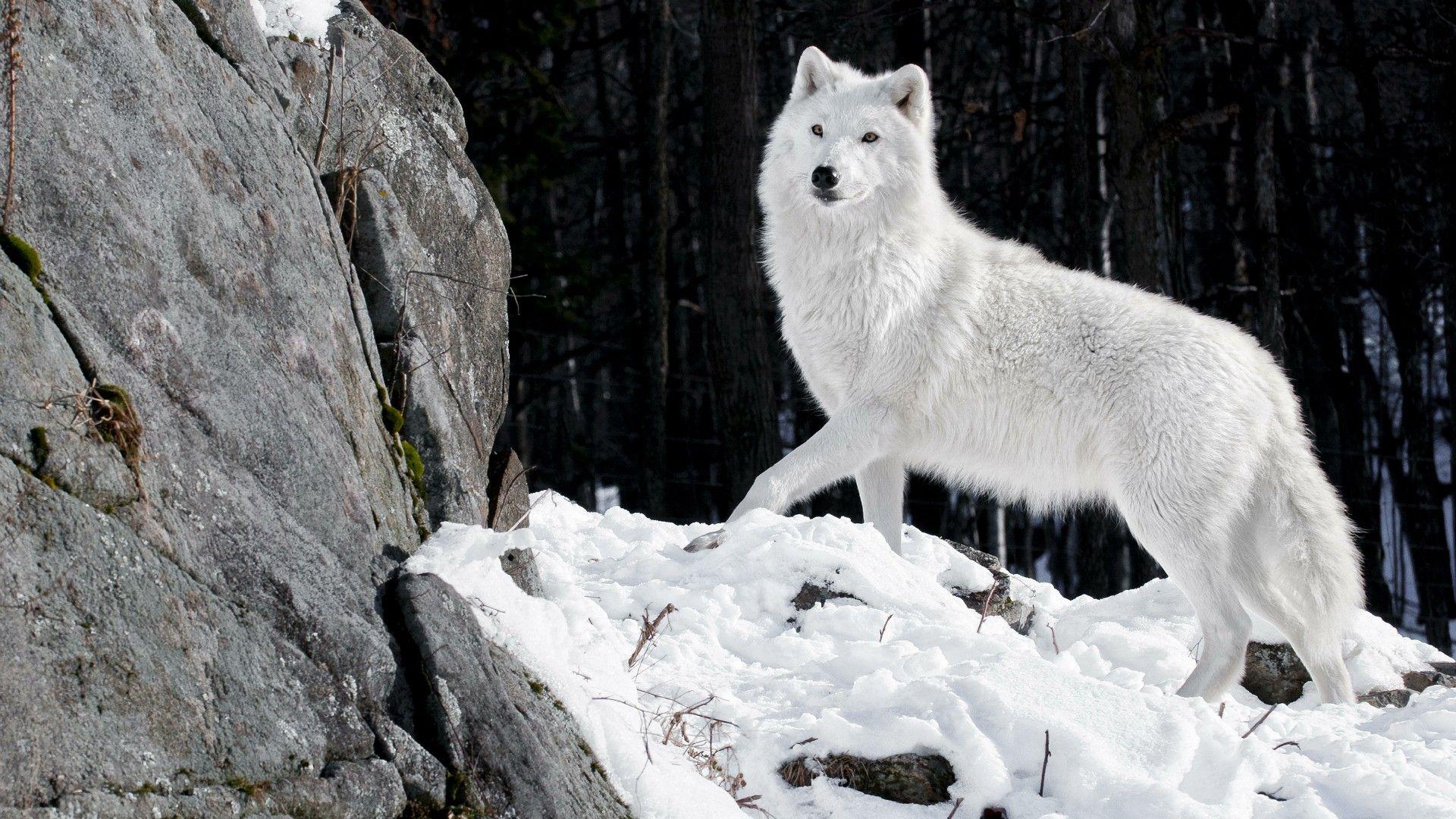 1920x1080 Alaskan Tundra Wolf Wallpaper. Wallpaper Studio 10