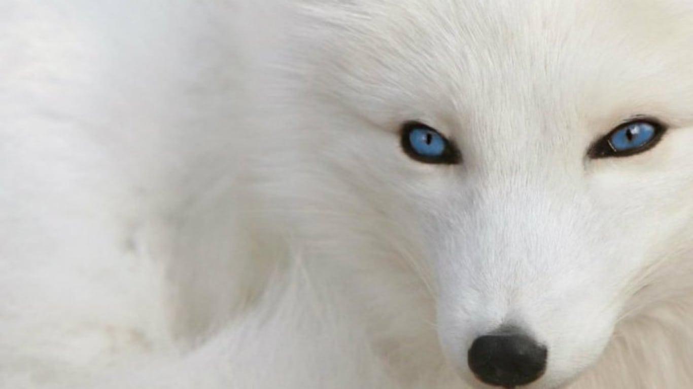1366x768 Blue Eyed Wolf Wallpaper 11. Free Download HD Wallpaper 4k