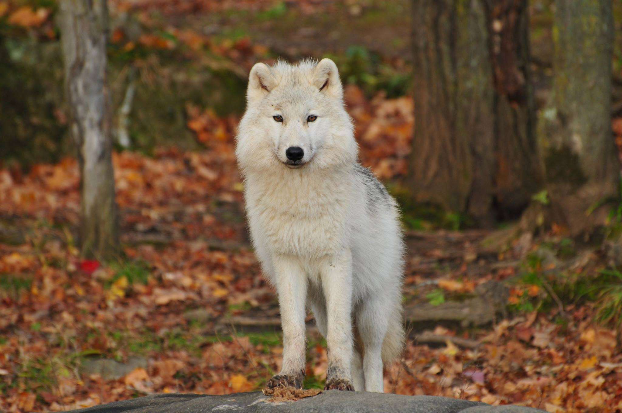 2048x1360 animal, animal photography, blur, canidae, canine, close up, cute