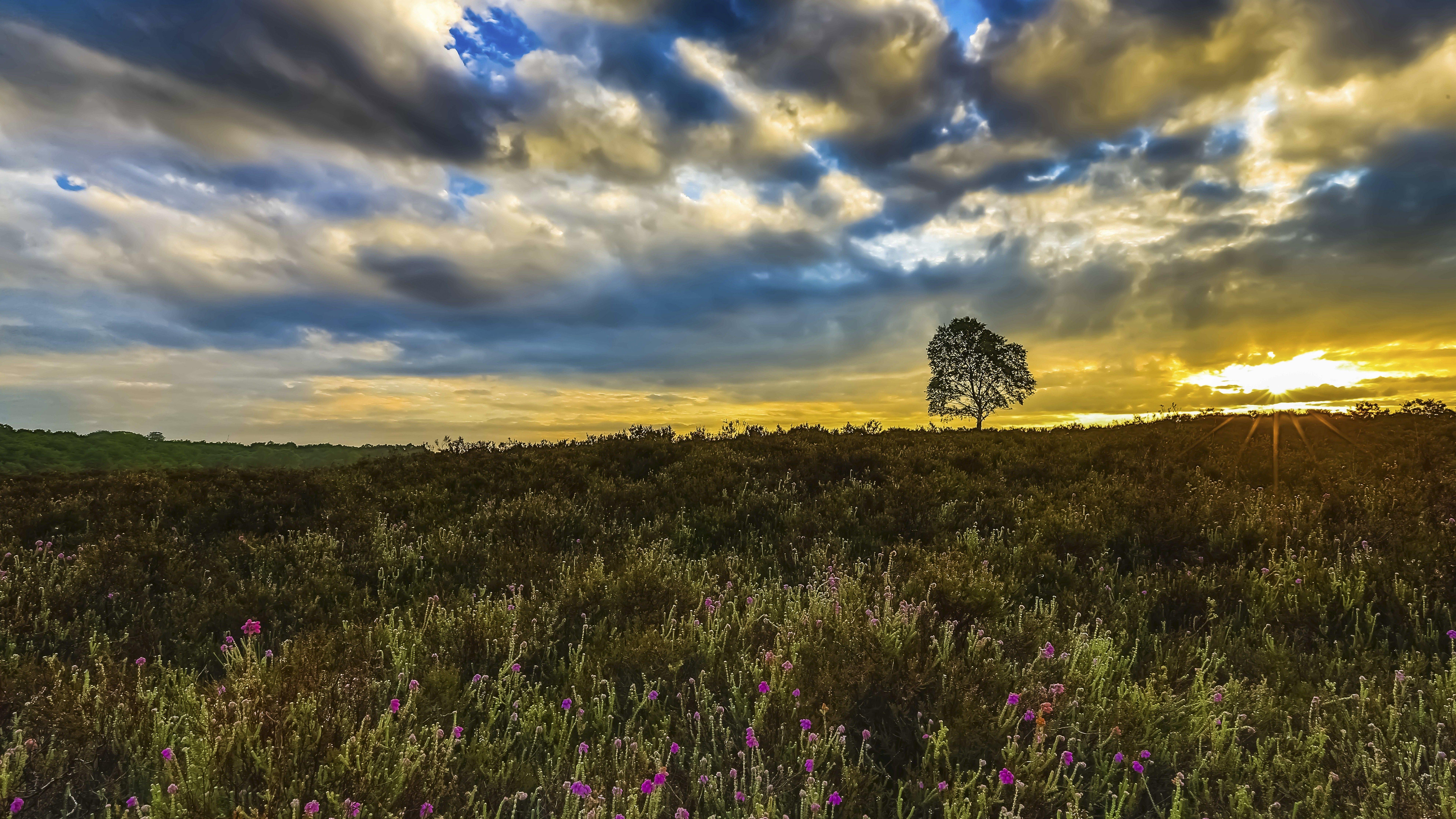 7680x4320 Wallpaper Meadows, 5k, 4k wallpaper, 8k, wildflowers, sunset, trees
