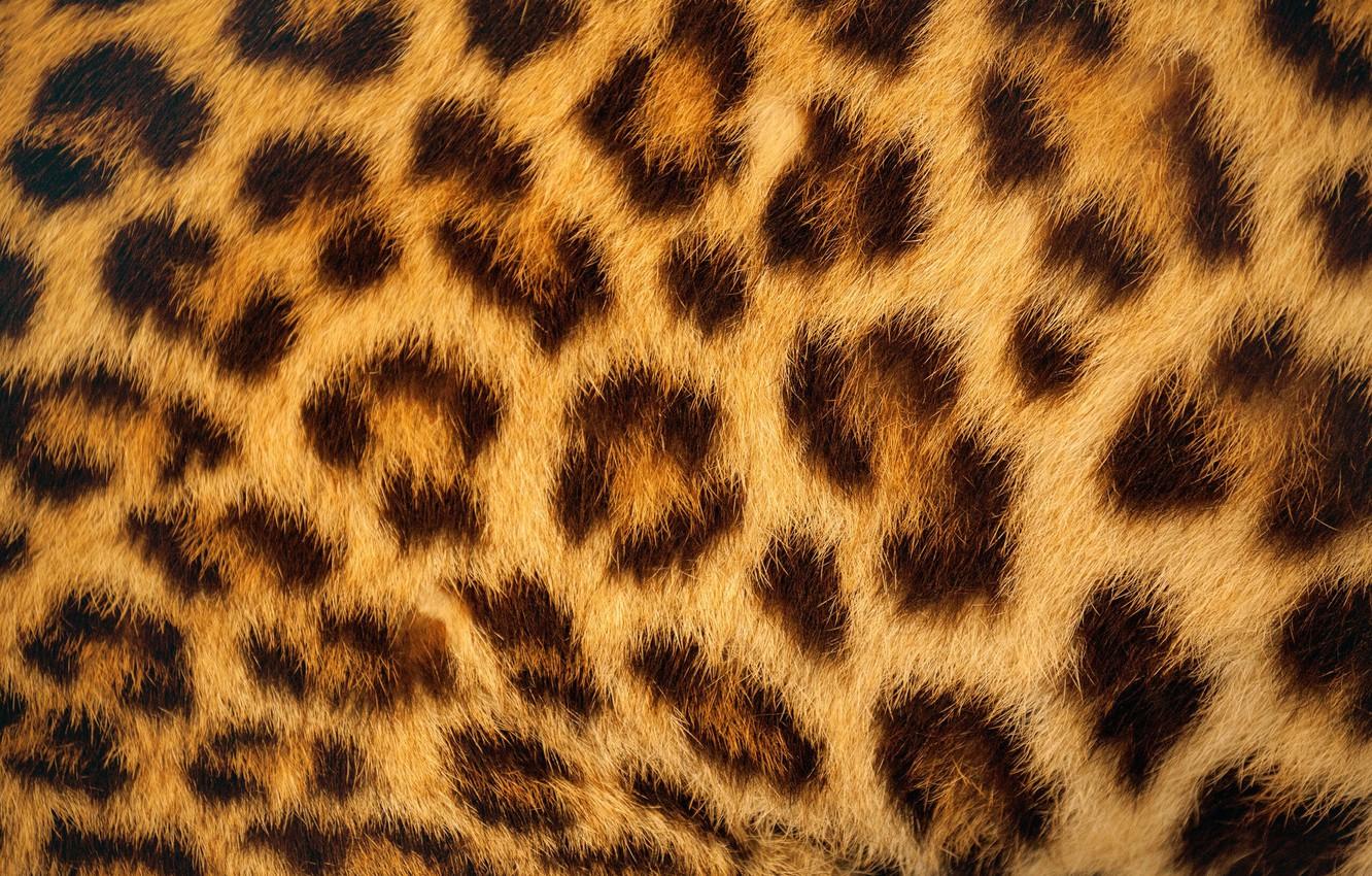 1332x850 Wallpaper texture, wool, leopard, skin, fur, шкура леопарда image for desktop, section текстуры
