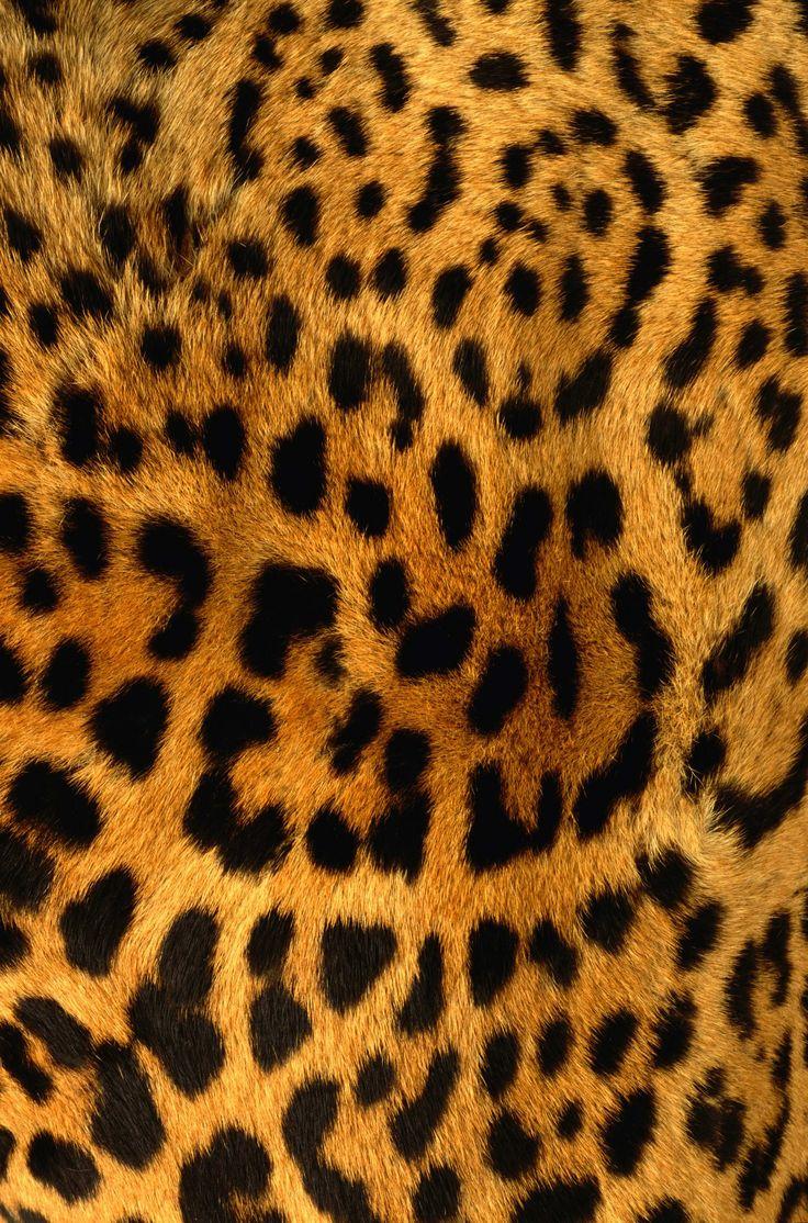736x1114 Leopard Skin Texture. Cheetah print wallpaper, Animal print wallpaper, Textured background