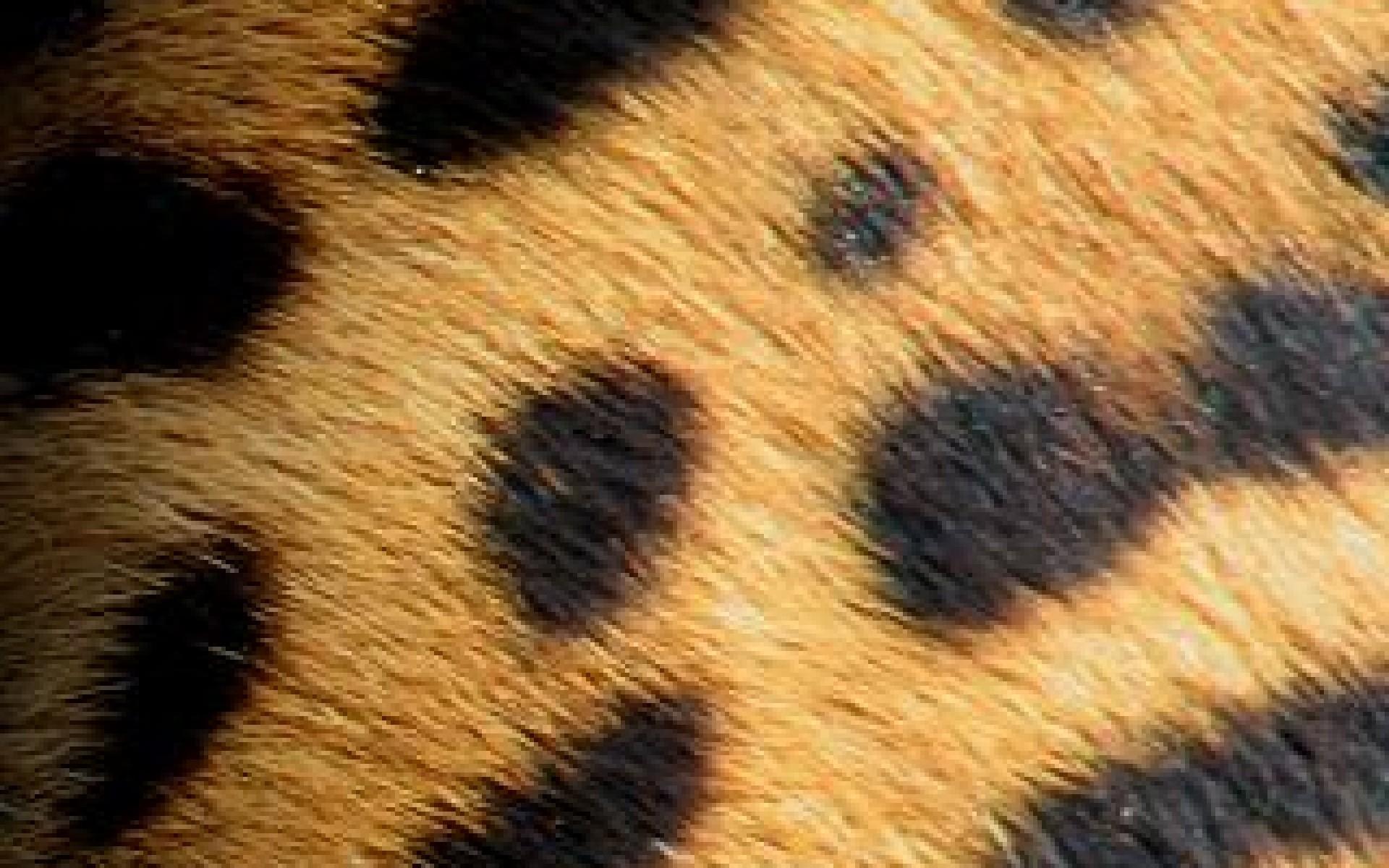 1920x1200 Hd Wallpaper Leopard Print Wallpaper Skin 1920x1200px