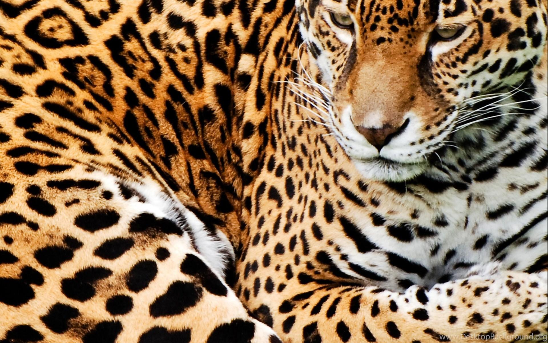 1920x1200 HD Cool Leopard Skin Wallpaper Full Size HiReWallpaper 3532 Desktop Background