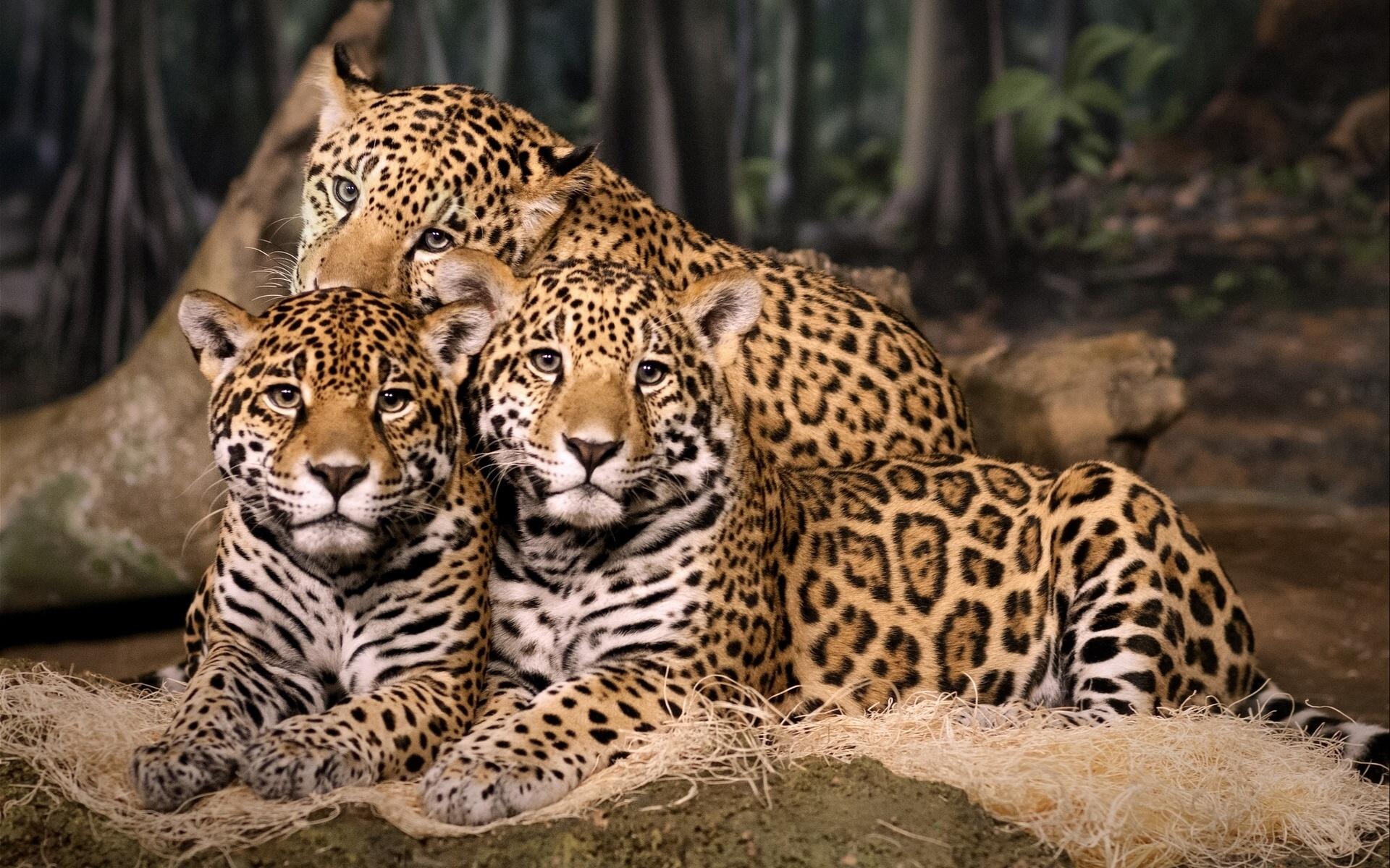 1920x1200 Leopard HD Wallpaper