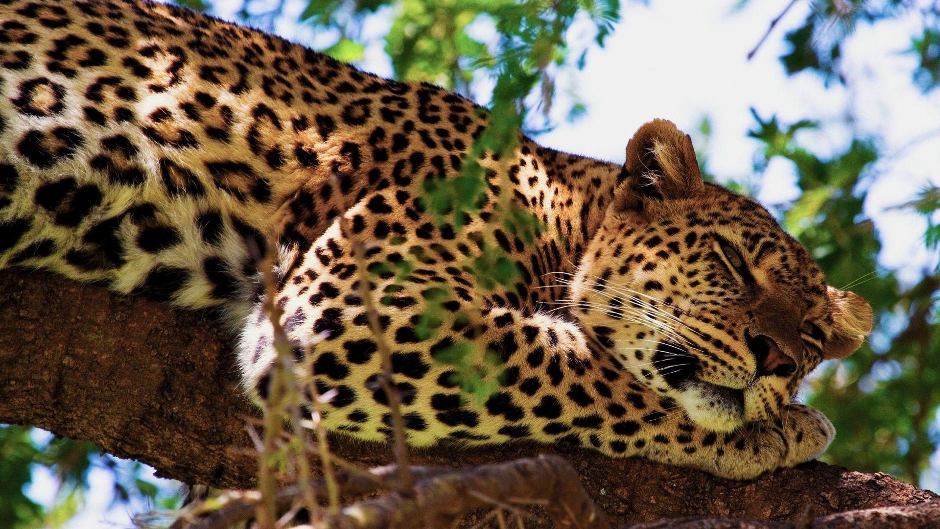 1920x1080 Tiger Tiger Leopard Fell Sleep on the Tree HD Wallpaper [1920x1080]. Leopard picture, Animal photography, Jaguar wallpaper
