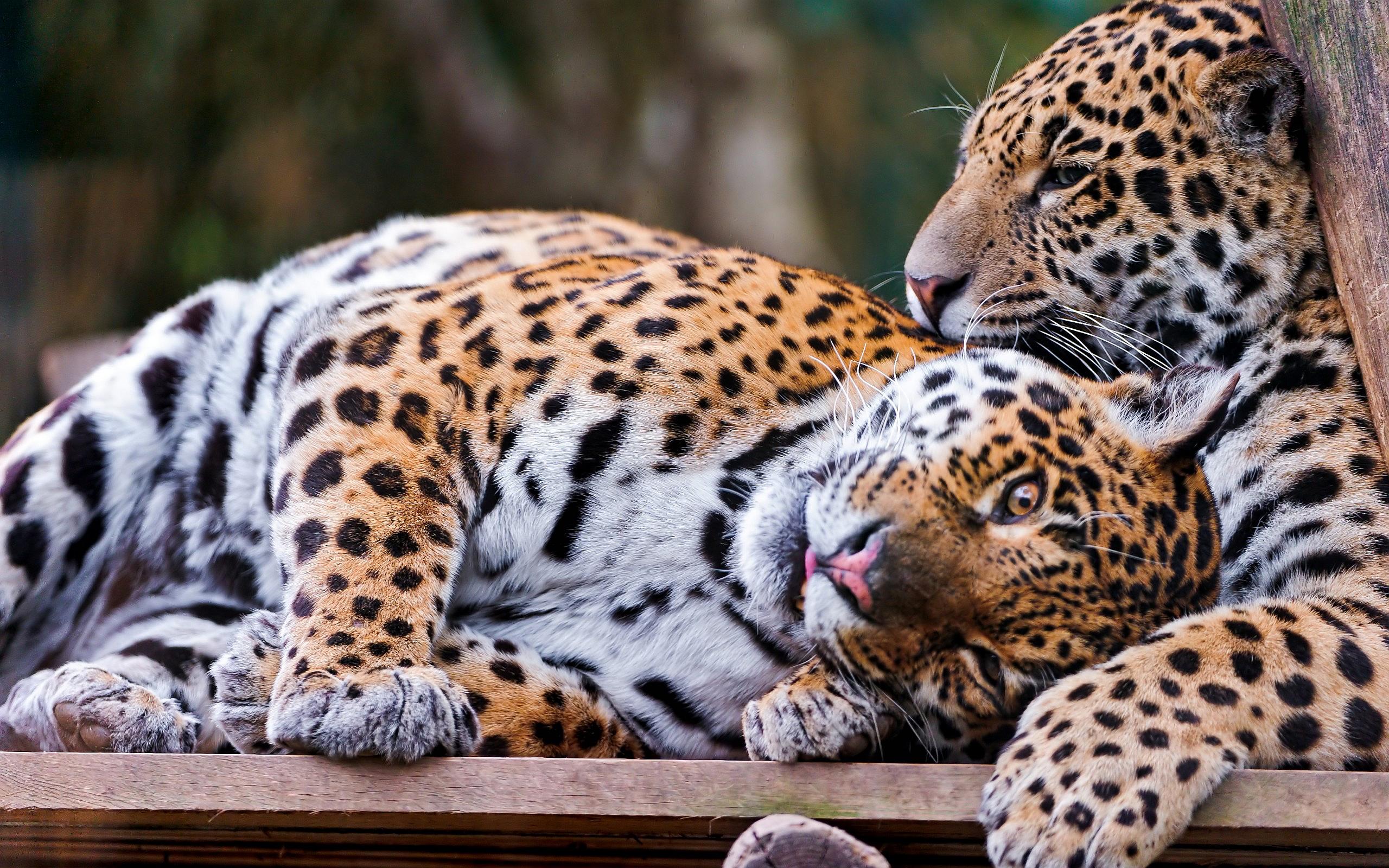 2560x1600 Leopards cuddle wallpaperx1600